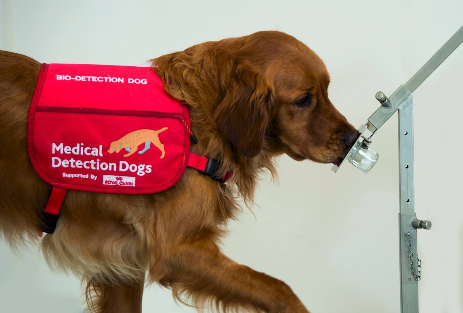 Fotocredit: Medical Detection Dogs