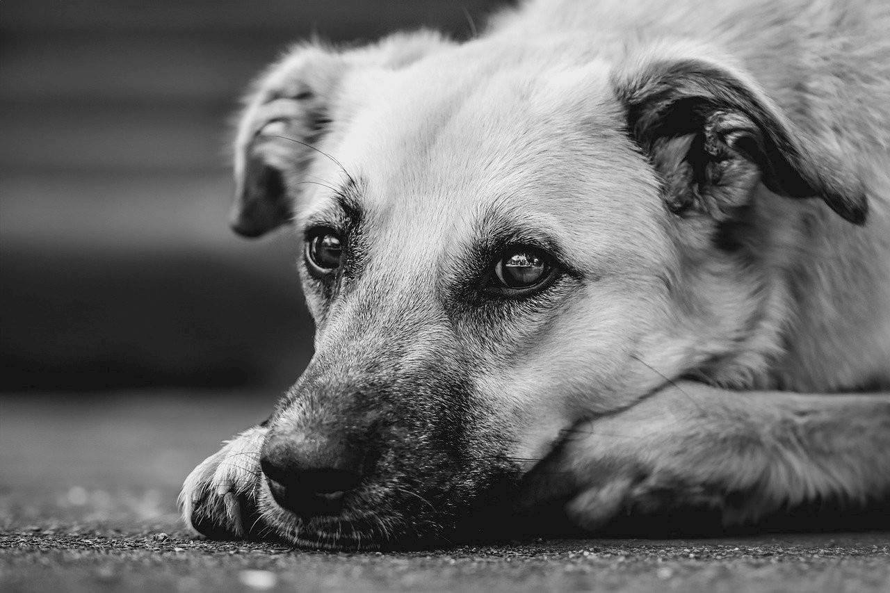Foto: Pixabay