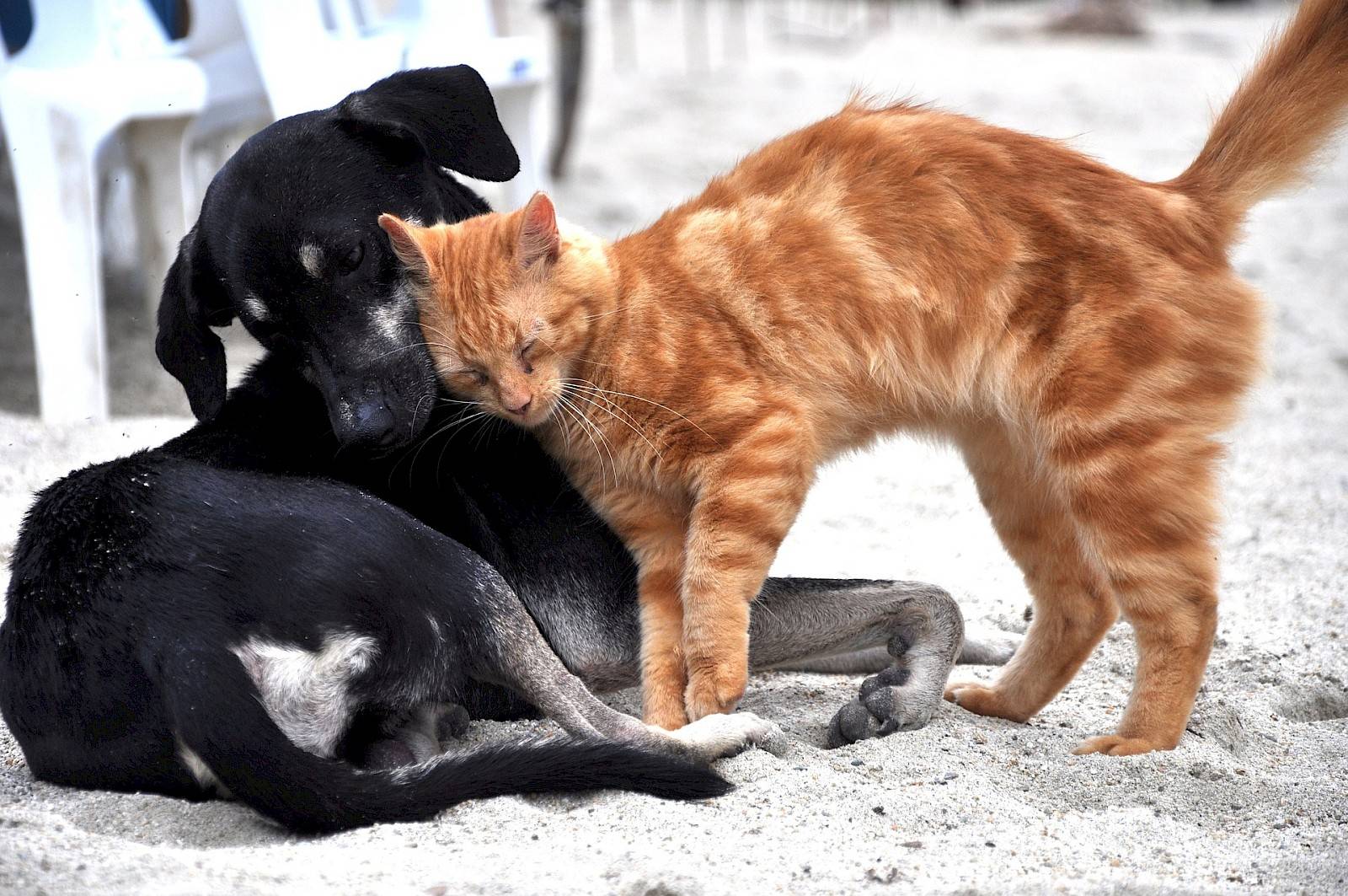 Source : Pixabay